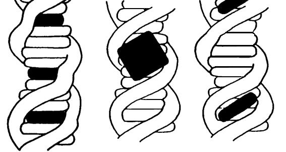 externí vazbě (Obr.2.9 c)) je porfyrinový makrocyklus k DNA vázán do malého žlábku, a to částečným zasunutím.
