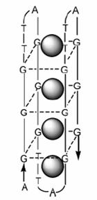 zřejmě interkalována mezi guaninové kvadruplexy, popřípadě navázána z vnější strany na jeden z kvadruplexů, ovšem překryta smyčkou tvořenou z A či T. (Obr.3.1 c,d).
