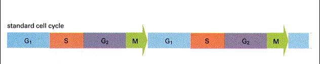 Časové nároky buněčného cyklu velmi variabilní, podle typu tkáně méně než 30