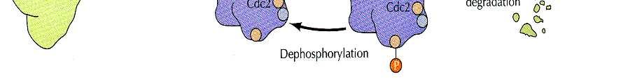 (fosfatázou