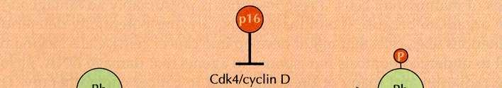 komplexu CDK4-cyklin D a