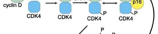 aktivity CDK4 inhibice