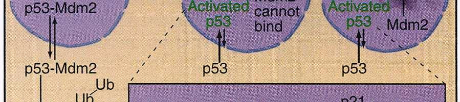 buňkách hladina p53 nízká nízkou hladinu p53