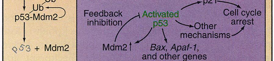 p53 aktivuje expresi mdm2, protein Mdm2 modifikuje