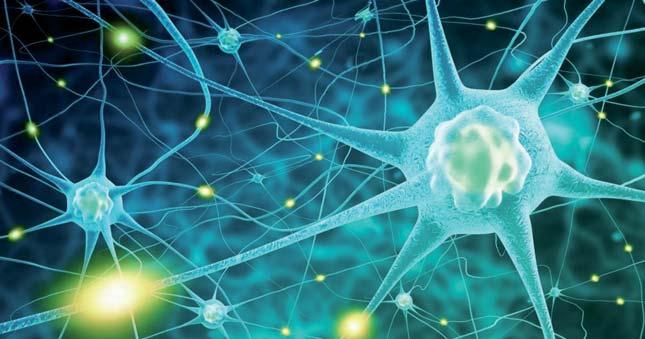 PEL MEL Lidský mozek umí tvořit nové buňky sto let. Objev může pomoci léčit Alzheimerovu nemoc L idské tělo je schopné vytvářet nové mozkové buňky do věku sta let.