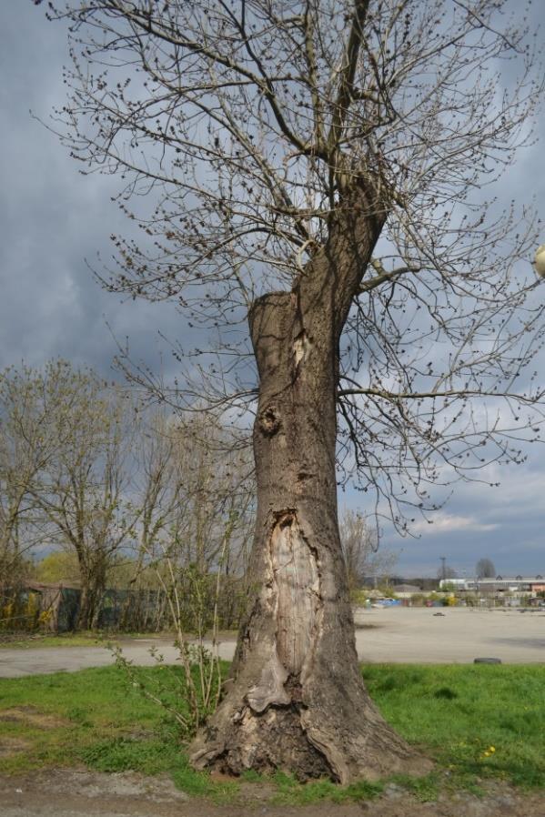 47 Příloha c: Fotografická příloha Obrázek I.