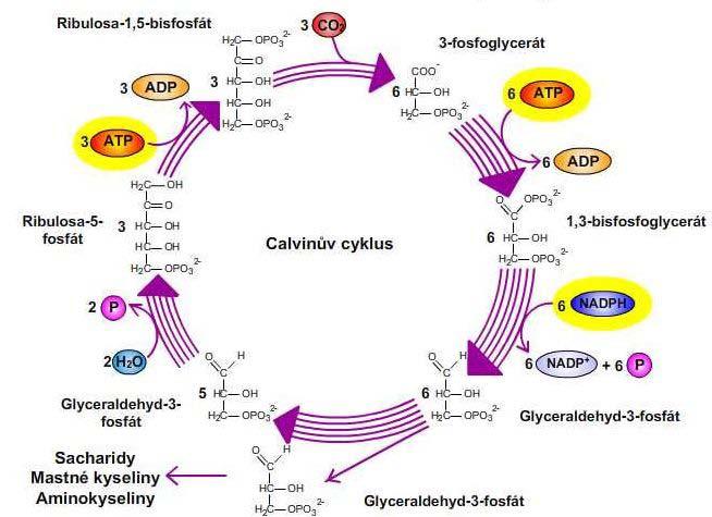 Obrázek 3: Schéma Calvinova cyklu. Převzato z [6]. 2.1.3 Fotorespirace (světelné dýchání) Fotorespirace je děj, který nastává v prostředí vysoké koncentrace O 2 a nízké koncentrace CO 2.