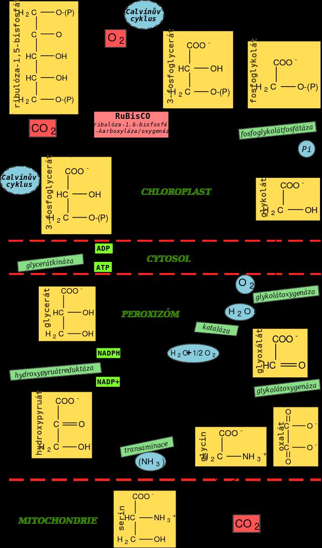 Obrázek 4: Schéma fotorespirační dráhy. Převzato z [7]. 2.1.4 Význam fotosyntézy Produkty a meziprodukty Calvinova cyklu hrají velkou roli v metabolismu rostlin.