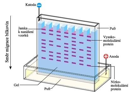 Pro separaci bílkovin se často provádí elektroforéza v přítomnosti dodecylsíranu sodného (SDS), překrývá vlastní náboj proteinu a uděluje jim uniformní, záporný náboj.