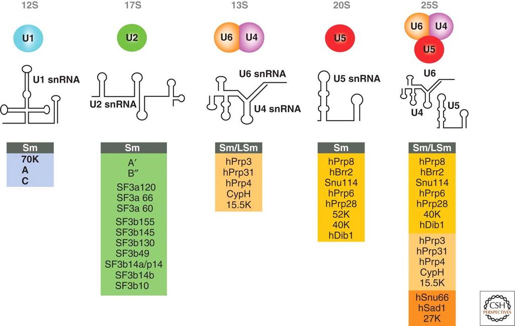 2. Přehled literatury: 2.1. U snrnp U snrnp, neboli malé jaderné ribonukleoproteinové částice obsahující snrna bohatou na uridin, byly objeveny již v roce 1979 (Lerner et al. 1979).