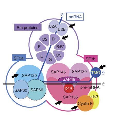 Obr. č. 2.4. U2 snrna se specifickými proteiny U2A, U2B, Sf3a Sf3b, Sm proteiny Yoshihiko et al. 2007, Nature chemical biology 2.1.2.1.3. Sestřihový faktor 3a SF3a Tento sestřihový multimerický komplex je tvořen 3 podjednotkami, SF3a60, SF3a66 a SF3a120.