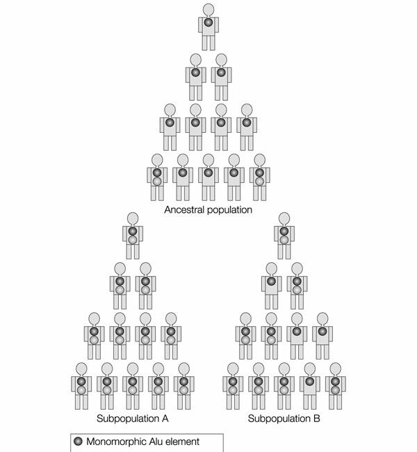 000 SNP v genech a 10x více v nekódujících oblastech (potencionáln p es 10 milion v genomu lov ka; v NCBI v roce 2011 p es 60