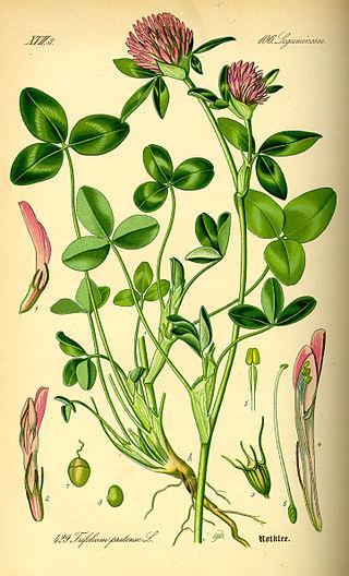 šťavelová, kumarová, hroznová a další), barviva, silici, salicyláty, bílkoviny, vitaminy (vitamin A, C, B-komplex), z minerálů vápník,