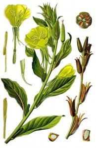 2 Pupalka dvouletá (Oenothera biennis) Pupalka dvouletá z čeledi pupalkovitých (Onagraceae) je zdrojem kvalitního pupalkového oleje lisovaného za studena, který obsahuje nenasycené mastné kyseliny.