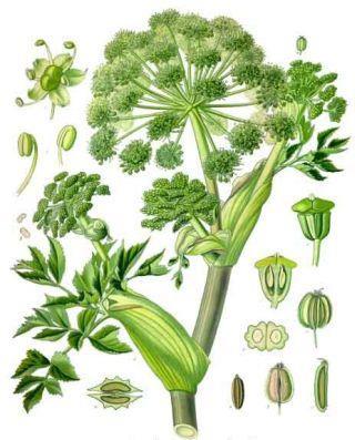 5.3 Děhel čínský (Angelica sinensis) Děhel čínský je víceleté bylina z čeledi miříkovitých (Apiaceae) původem ze západní a severní Číny.
