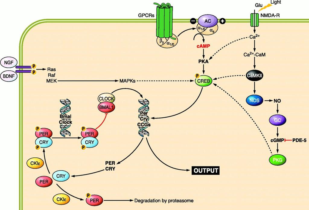 Obr. 6: Molekulární mechanismus světelné synchronizace (Golombek et al., 2010).