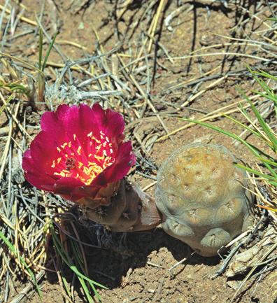 Pterocactus neuquensis Roberto Kiesling, Elisabeth Sarnes a Norbert Sarnes, KuaS 67 (9) 2016 Jiří Kolařík, foto na titulní straně Tento zástupce rodu Pterocactus je znám už od 80.