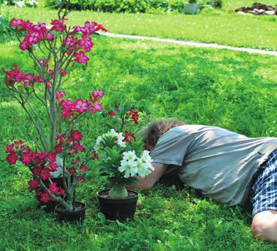 dohromady, izolačkou zabezpečil a 2 3 roky nechal. Portulakárie se už od sebe nikdy neoddělily. Sbírka p. Jandy zahrnuje spoustu Bittmanových vlastních kultivarů, které vyšlechtil.