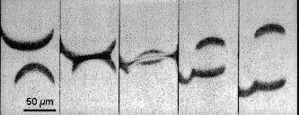 19 (3.1) (3.2) Figure 3 : Two examples of the reflection of chemical waves. (3.1) In the CO oxidation reaction on Pt (110) (adapted from [Oer98]): Simulation of a reflective collision of two oxygen waves (black crescent waves) in the two-into-two type.