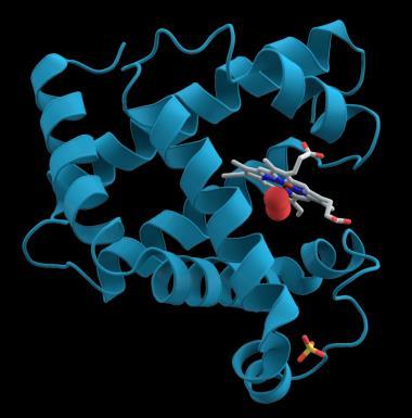 Obr. 5 Struktura myoglobinu (svalové barvivo), (http://www.google.cz ) Změny barvy masa souvisejí s reakcemi atomu železa.