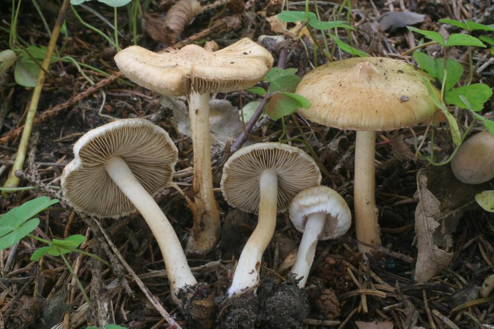MYKOLOGICKÉ LISTY 119 Časopis České vědecké