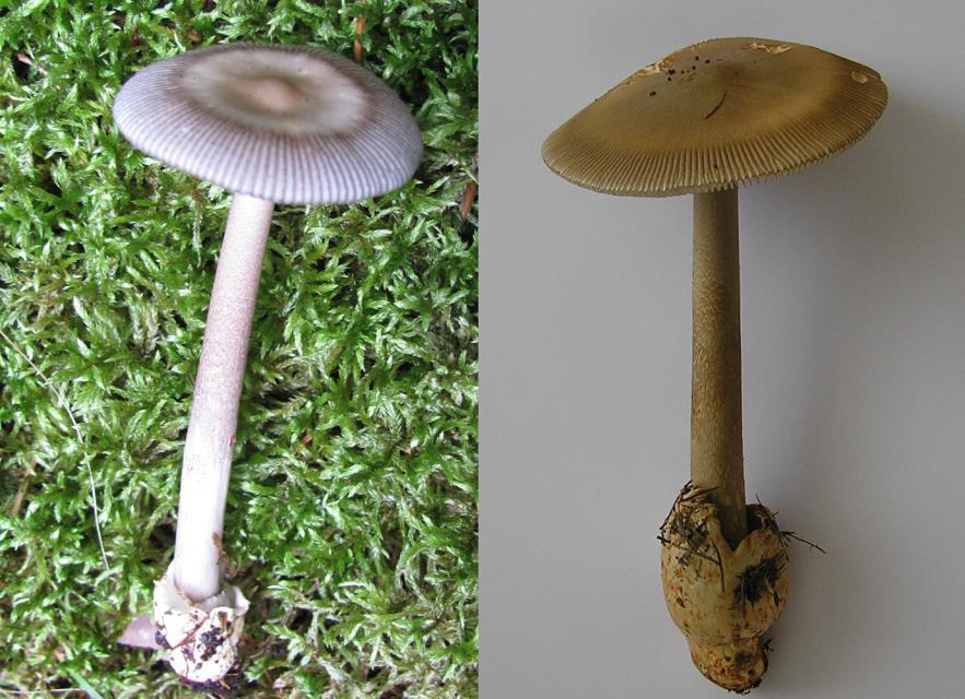 Vlevo: Muchomůrka Battarrova Amanita battarrae. Žďárec (okres Brno-venkov), v mechu pod Picea abies, 16.6.2008; vpravo: m. žlutoolivová A.