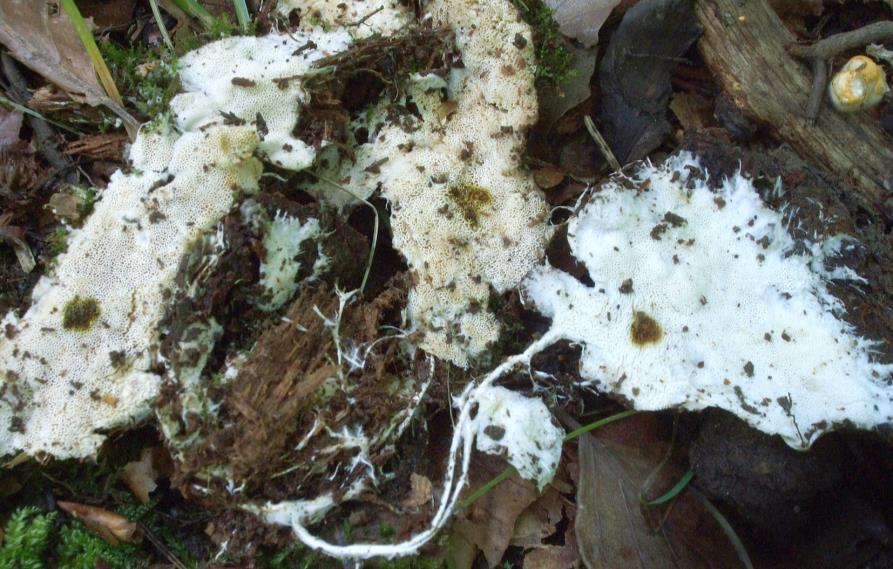Pórnatka vláknitá Anomoloma myceliosum. Hluboká nad Vltavou, Nová Obora, PR Libochovka, na pařezu smrku (Picea abies), 10.IX.2011, leg. et det. J.