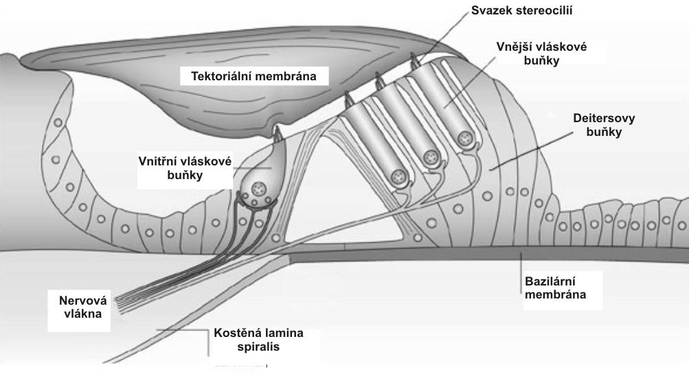synaptická vezikula a v nervovém vlákně vzniká akční potenciál. Jedna IHC je spojena s cca 20 vlákny sluchového nervu (pro přehled, viz Syka a spol., 1981; Moller, 2000). Obr.