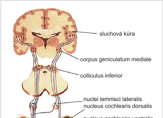 Z komplexu olivy superior (či přímo z kochleárního jádra) probíhá ascendentní projekce ve svazku nazývaném lemniscus lateralis (LL), v jehož průběhu se část vláken přepojuje v jádrech laterálního