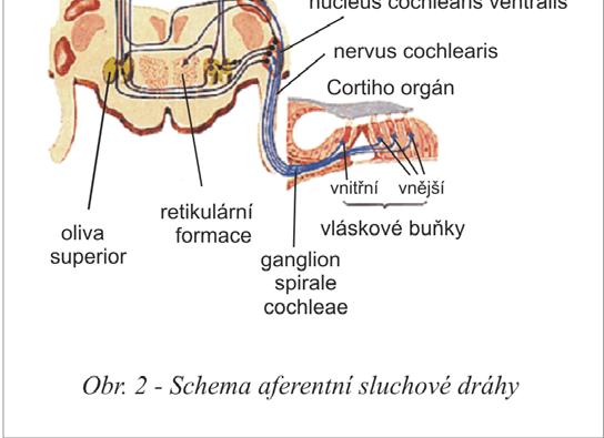 Na základě Golgiho a Nisslova barvení, myeloarchitektoniky a cytoarchitektoniky, je dělen obvykle na tři hlavní části (Morest a Oliver, 1984; Faye-Lund a Osen, 1985; Malmierca a spol.