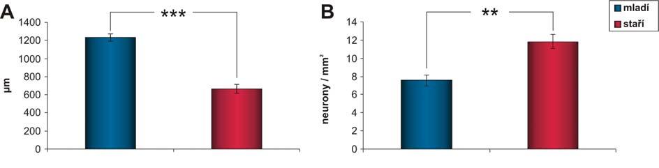na jeden neuron vzrostl ze 7,29 ± 0,37 u mladých na 9,92 ± 0,54 u starých zvířat (P=0,015) (obr. 9E).