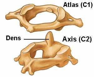 otvor (foramen transversarium), přes který probíhá a. vertebralis zásobující mozek. (Čihák, 2001) Horní krční páteř má unikátní konfiguraci.