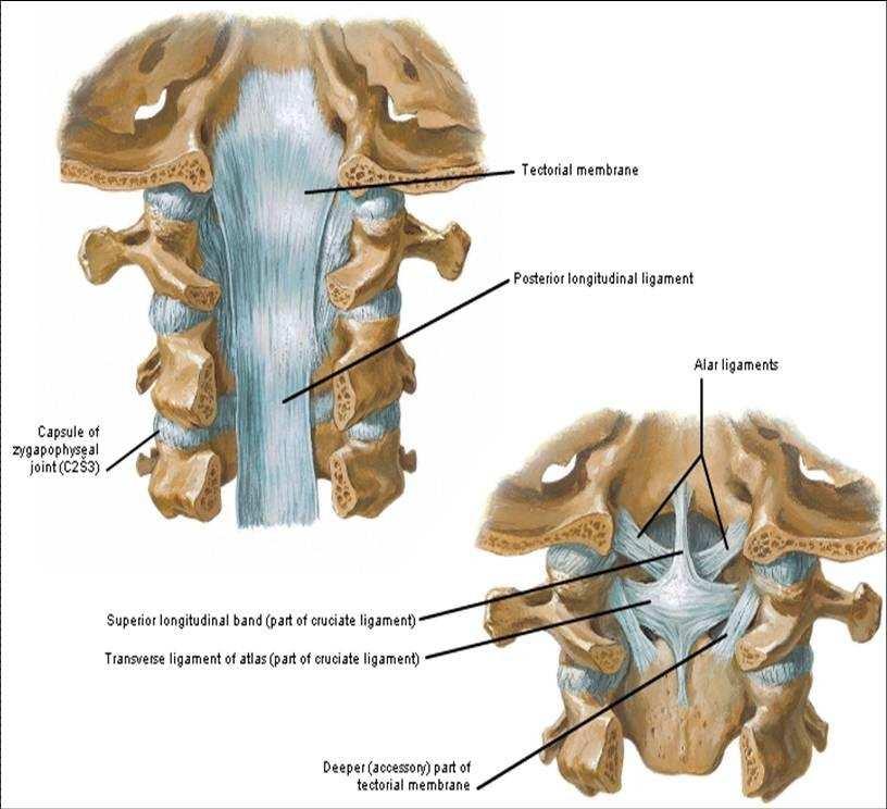 Obr. 2 Ligamenta krční páteře (Luniewski, 2012) Ligamenta dolní krční páteře (Číhák, 2004; Pfeiffer, 2007) Dlouhá ligamenta lig. anterius, která spojují těla obratlů a ligg.