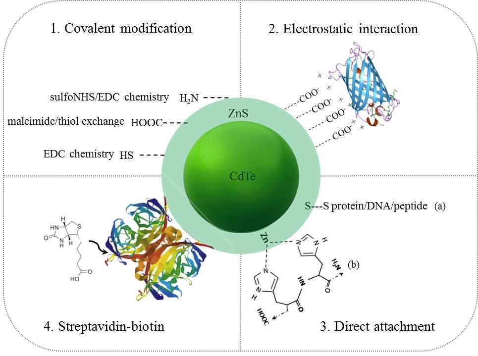 Figure 3. Methods of conjugation biomolecules to QDs. Schematic diagram with most common bioconjugation method.