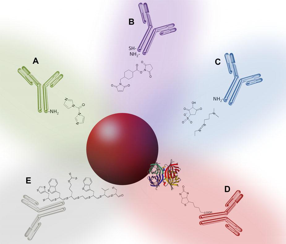 CE and CEC Electrophoresis 2014, 35, 1929 1937 1933 Figure 2. Summary of QD antibody conjugation strategies. The conjugation serves as surface modification of dots to further bind antibodies.