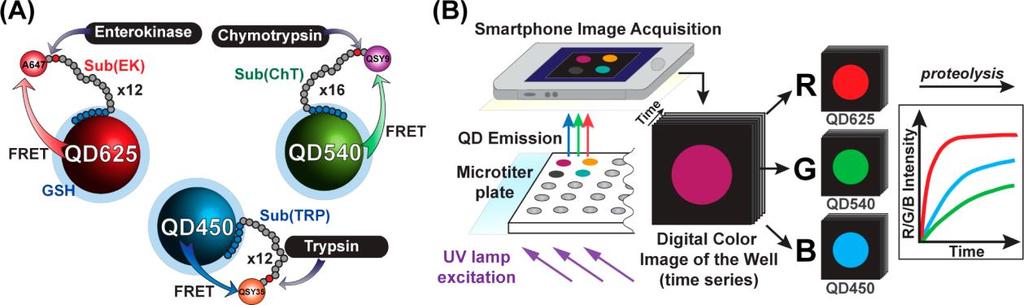Figure 3. Multiplexed QD-FRET assays for the detection of proteolytic activity using a smartphone.