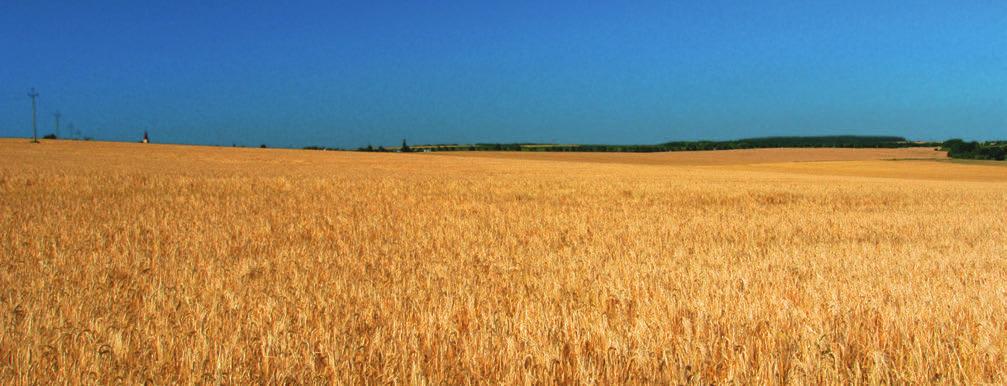 novinka Kampa Pro krmné účely velmi vysoký zrna v registračních zkouškách i ve zkouškách pro doporučování odrůd ÚKZÚZ ve všech