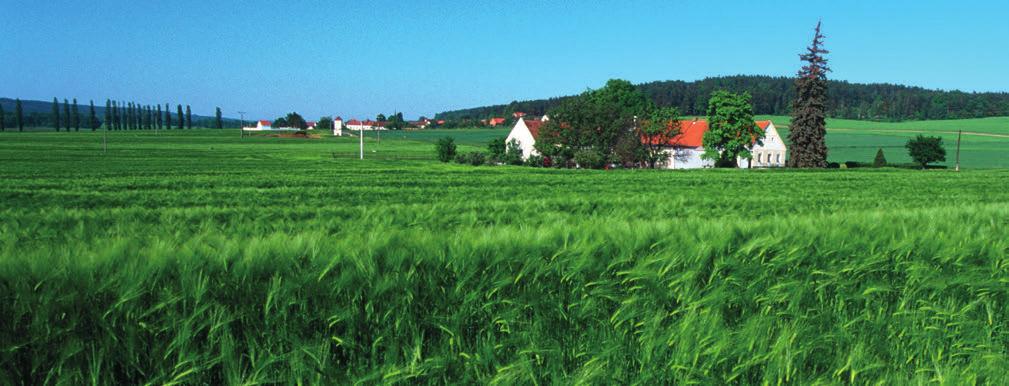 Azit Spolehlivá nesladovnická odrůda česká nesladovnická odrůda vhodná pro krmné účely druhá nejpěstovanější nesladovnická