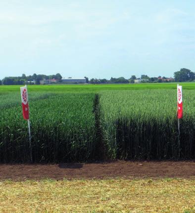 říjnu výsevek: na jaře 4,2 4,5 MKS/ha na podzim 3,7 4 MKS/ha při opožděném setí nebo horších podmínkách výsevek zvýšit doporučená hustota porostu: 550 600 klasů na m 2 hnojení dusíkem: regenerační