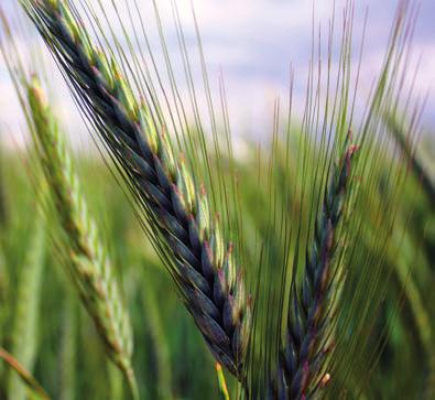 neošetřeno 9 % 8,5 8 7,5 7 6,5 6 2014 2015 Výnos zrna a zelené hmoty Agronomické vlastnosti velmi vysoký zrna - vysoce překonalo kontrolní odrůdu ÚKZÚZ ve ﬁremních zkouškách