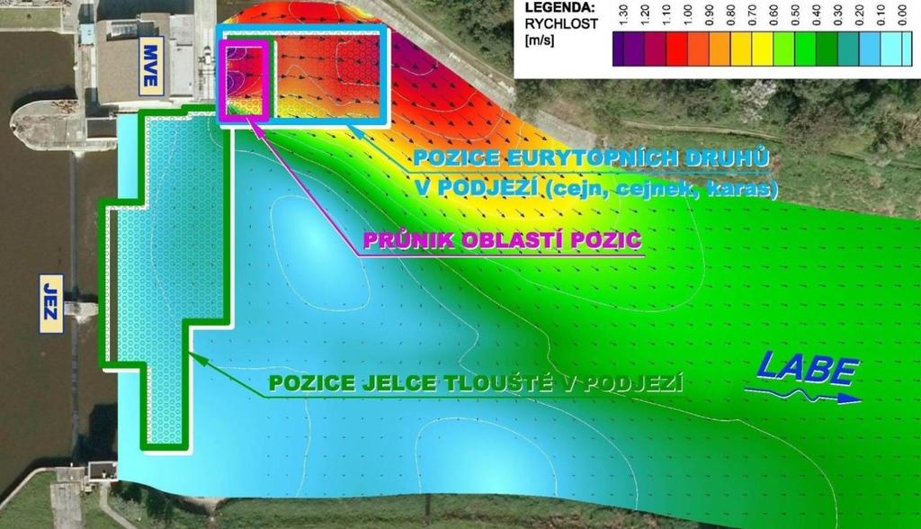 Obr. 6.2 Pozice ryb pod migrační překáţkou na VD Obříství (Labe) podle Horký a kol.