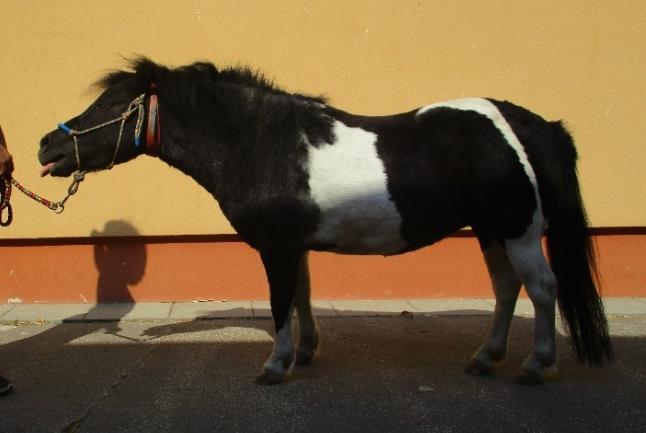 Sekce Terapeutické využití koní Koordinátorkou sekce je Kamila Petrová.