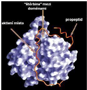 vstupu substrátu do této oblasti může, při jeho vhodné struktuře a orientaci, dojít ke štěpení peptidové vazby.