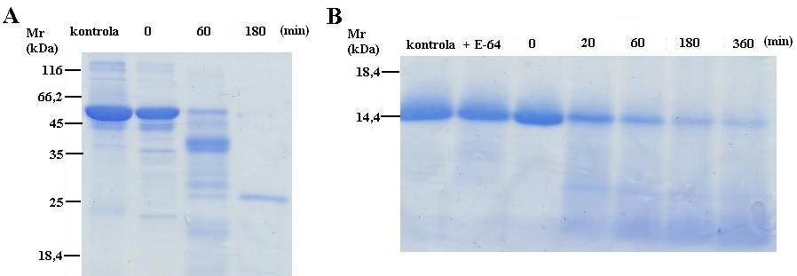 Obr. 4.2.2.5.1.: Časová závislost degradace HSA a hovězího hemoglobinu. Katepsin L byl v pufru o ph 3,5 inkubován s HSA (A) nebo Hb (B) jako substrátem.