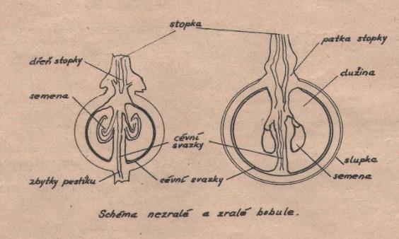 Obr. 1. Stavba bobule (Švejcar, Minárik, 1976) 3.2. Vývojové změny bobulí Vývoj bobule od oplození do zralosti rozdělil do 3 fází a určil její křivku Coombe (1992): 1.