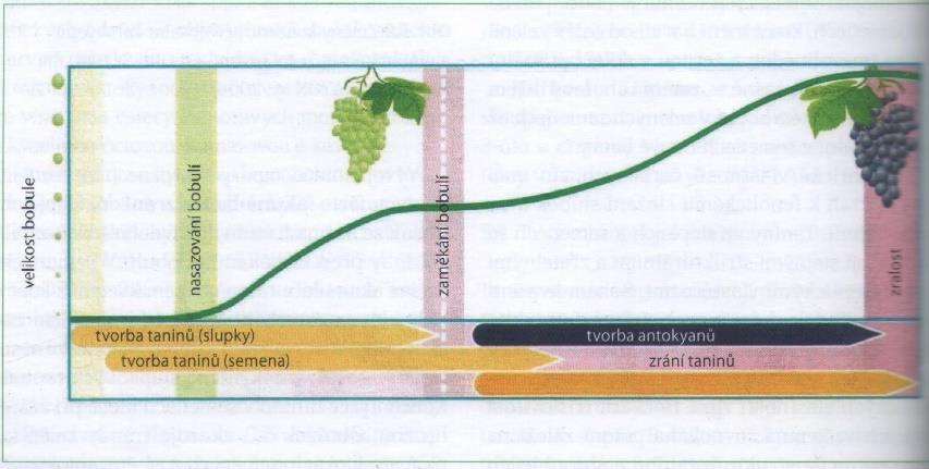 a abiotický stres. Účinky na lidské zdraví jsou nejen kardioprotektivní, ale i antikarcinogenní. Flavonoidy jsou v hroznech ve formě antokyanů, flavonolů a flavanolů.