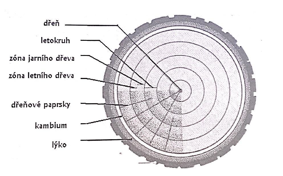 druhu dřeva, jak výrazný je barevný rozdíl mezi jarním a letním přírůstkem. Výška stromu roste zároveň s tloušťkou kmene.
