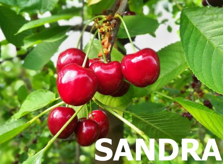 Do plodnosti vstupuje raně, plodnost je dobrá. Dužnina plodu je velmi pevná, tmavě červená, sladká, aromatická, středně šťavnatá. Pecka je menší, elipsovitá.