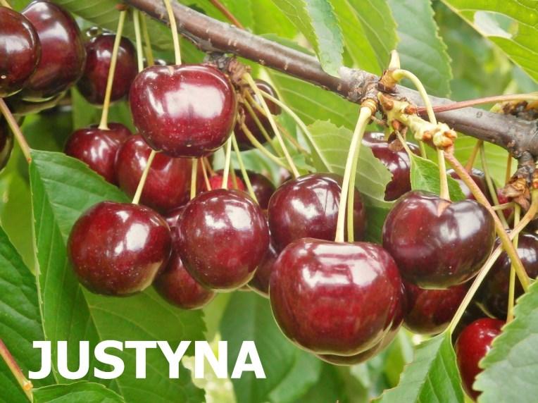 Tvar plodu je široce kulovitý v pestíkové části plochý. Do plodnosti vstupuje raně, plodnost je velmi dobrá. Dužnina plodu je pevná, růžová, navinule sladká, velmi dobrá, středně šťavnatá.