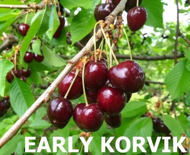 Opyluje se například odrůdou Burlat, Felicita, Jacinta, Lapins, Summit a Tamara. Tvar plodu je kulovitý. Do plodnosti vstupuje raně, plodnost je velmi dobrá, pravidelná.